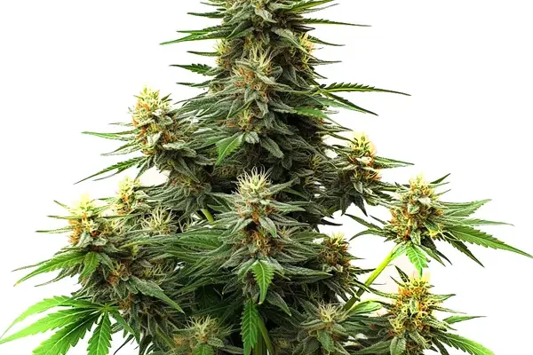 Amnesia Haze Autoflower F1 (Blimburn Seeds) – offizielles Produktbild