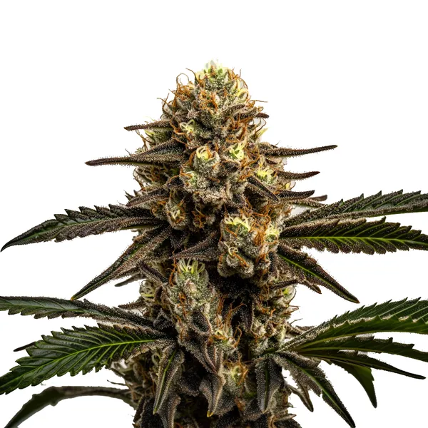 Apple Fritter (Blimburn Seeds) – offizielles Produktbild