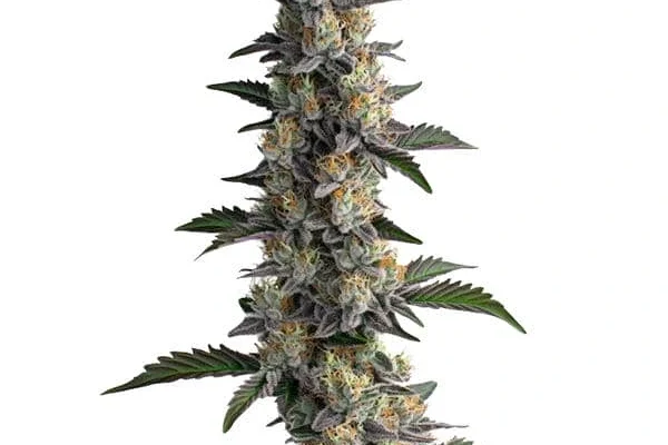 Apples and Bananas (Blimburn Seeds) – offizielles Produktbild
