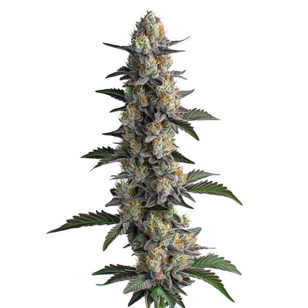 Apples and Bananas (Blimburn Seeds) – offizielles Produktbild