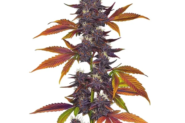 Auto CBD Purple (Blimburn Seeds) – offizielles Produktbild