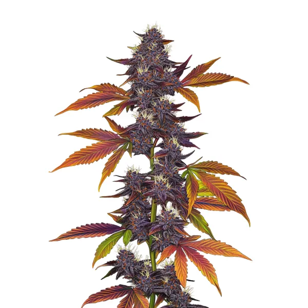 Auto CBD Purple (Blimburn Seeds) – offizielles Produktbild