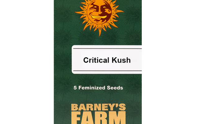 Critical Kush Feminisiert (Barney's Farm) – offizielles Produktbild