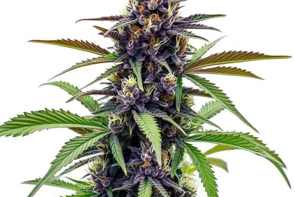 Black Cherry Soda (Blimburn Seeds) – offizielles Produktbild