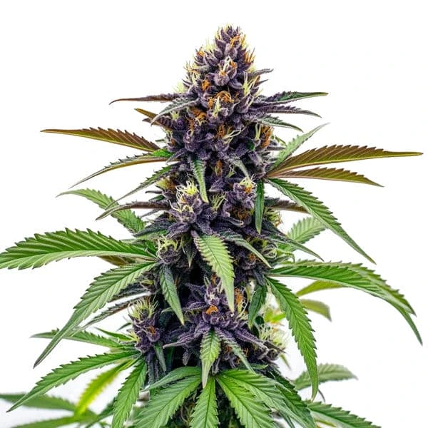 Black Cherry Soda (Blimburn Seeds) – offizielles Produktbild