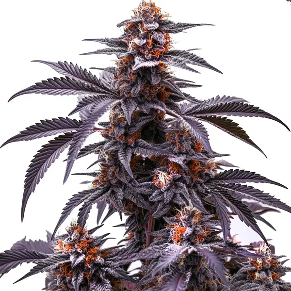 Black Jack Auto (Blimburn Seeds) – offizielles Produktbild