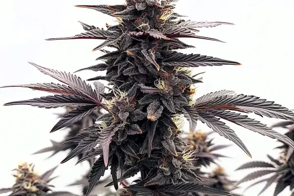 Black Runtz (Blimburn Seeds) – offizielles Produktbild