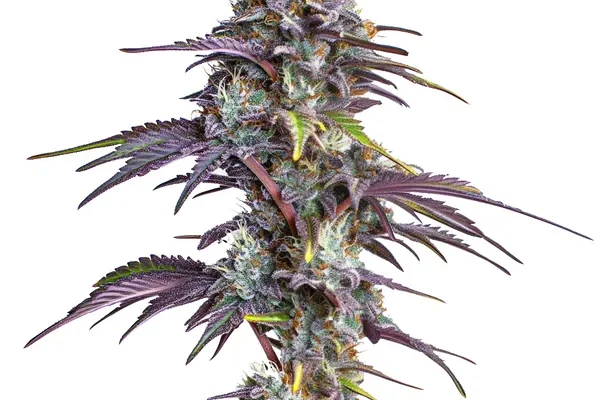 Blackberry Moonrocks (Blimburn Seeds) – offizielles Produktbild