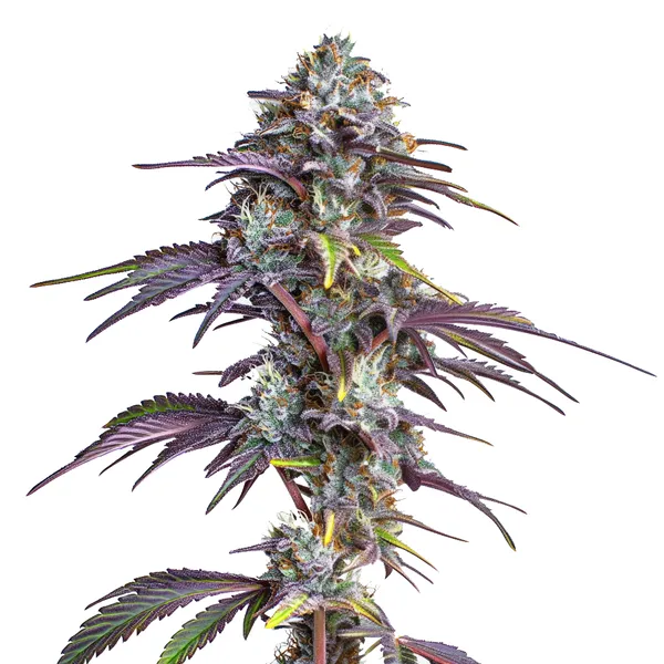 Blackberry Moonrocks (Blimburn Seeds) – offizielles Produktbild