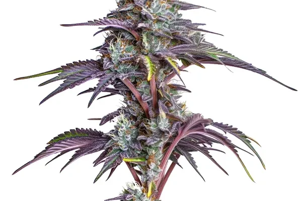 Blackberry Moonstones (Blimburn Seeds) – offizielles Produktbild