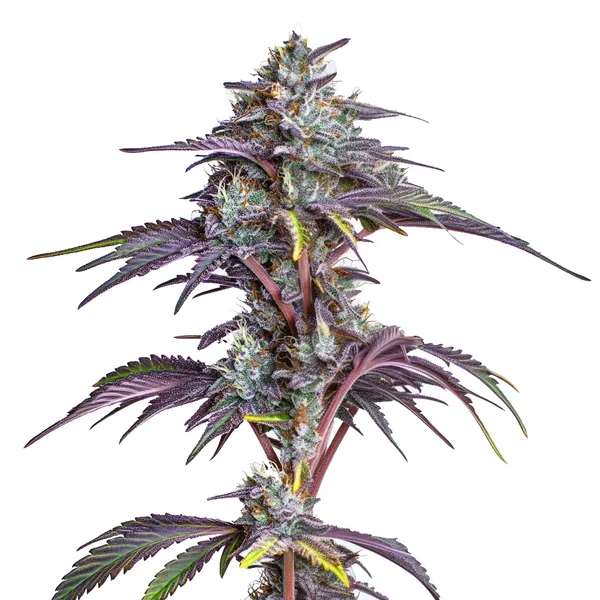 Blackberry Moonstones (Blimburn Seeds) – offizielles Produktbild