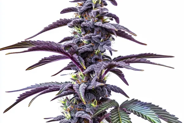Blackberry Moonstones Auto (Blimburn Seeds) – offizielles Produktbild