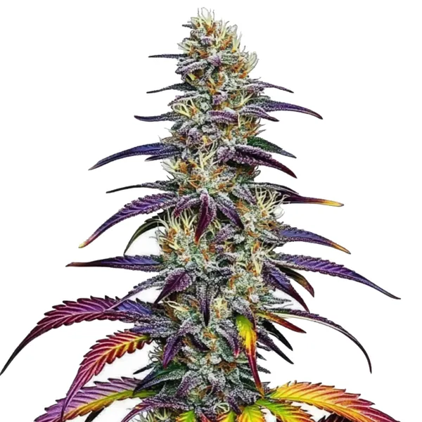 Blue Dream (Blimburn Seeds) – offizielles Produktbild