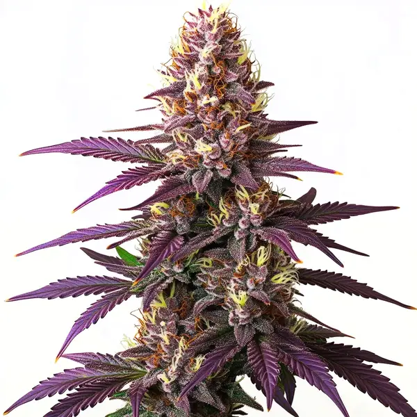 Blueberry (Blimburn Seeds) – offizielles Produktbild