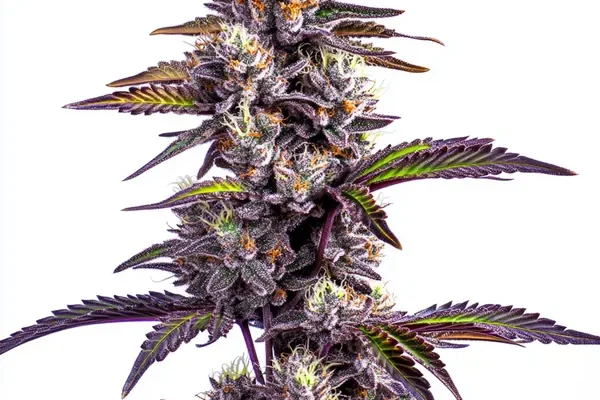 Blackberry Moonrocks Auto (Blimburn Seeds) – offizielles Produktbild