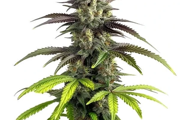 Bruce Banner 2.0 (Blimburn Seeds) – offizielles Produktbild