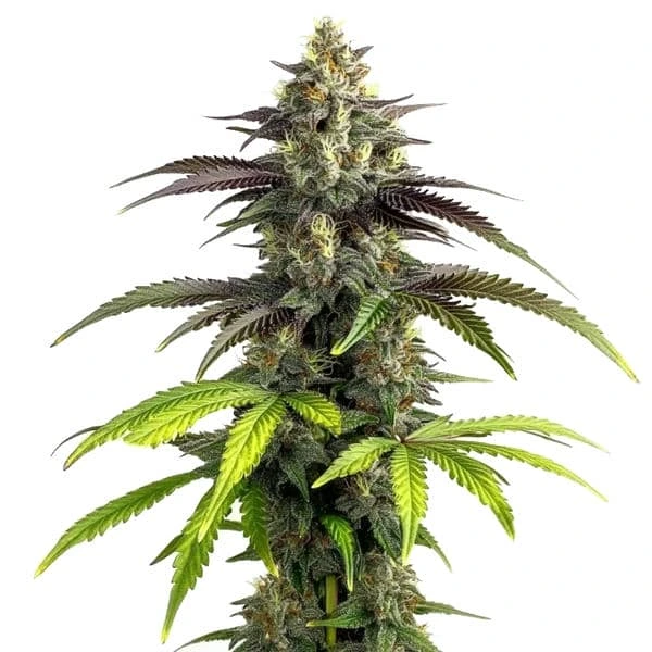 Bruce Banner 2.0 (Blimburn Seeds) – offizielles Produktbild