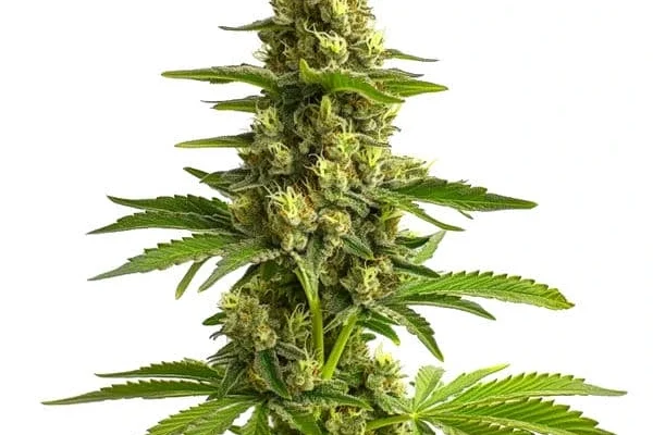 Bruce Banner #3 (Blimburn Seeds) – offizielles Produktbild