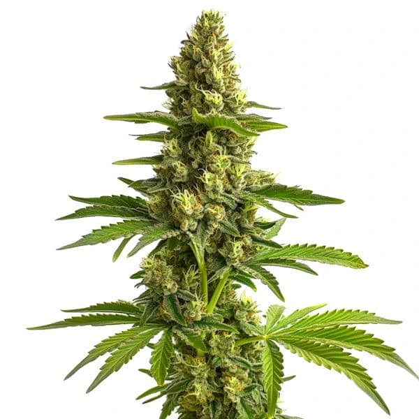 Bruce Banner #3 (Blimburn Seeds) – offizielles Produktbild