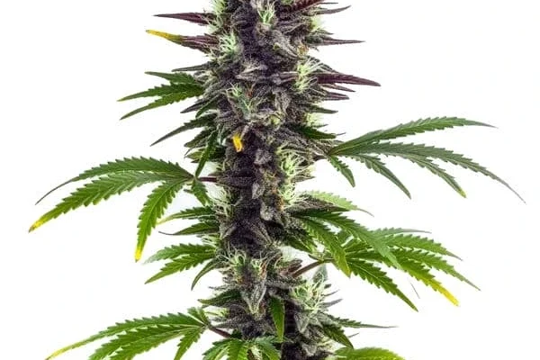 Bubba Platinum (Blimburn Seeds) – offizielles Produktbild