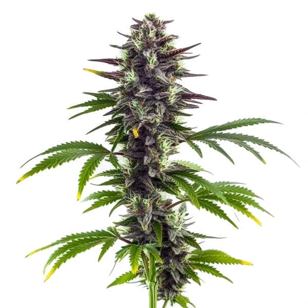 Bubba Platinum (Blimburn Seeds) – offizielles Produktbild