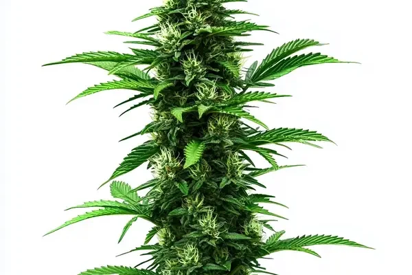 C Banana (Blimburn Seeds) – offizielles Produktbild