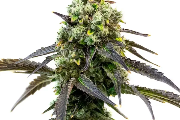 Cafe Racer (Blimburn Seeds) – offizielles Produktbild