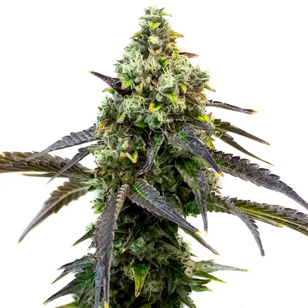 Cafe Racer (Blimburn Seeds) – offizielles Produktbild
