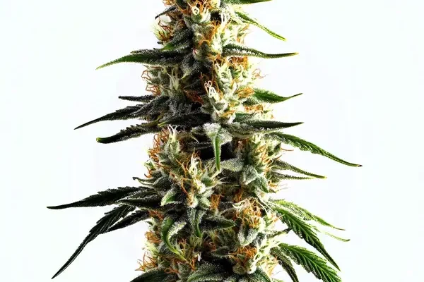 Cake Batter (Blimburn Seeds) – offizielles Produktbild
