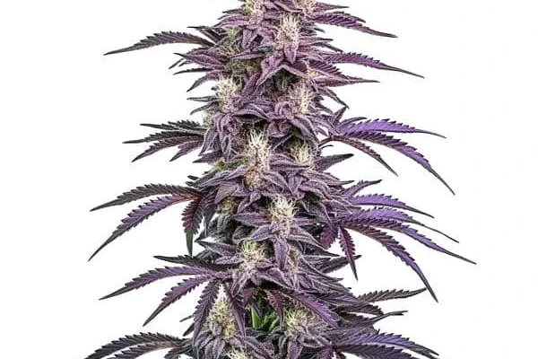 Candyland Peyote (Blimburn Seeds) – offizielles Produktbild