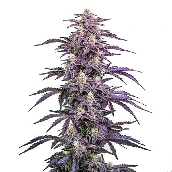 Candyland Peyote (Blimburn Seeds) – offizielles Produktbild