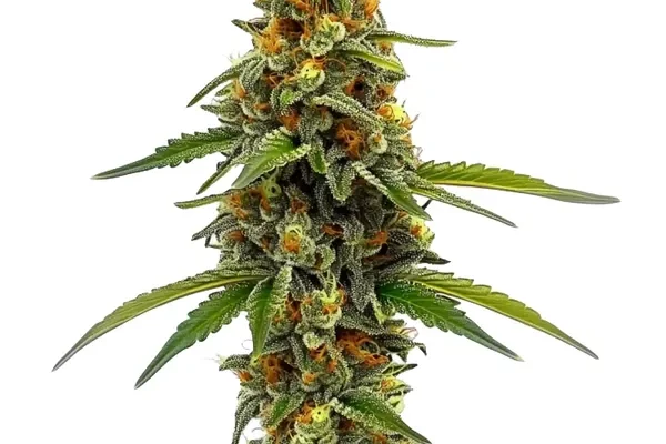 ACDC (1:18) (Blimburn Seeds) – offizielles Produktbild
