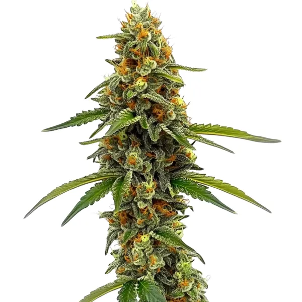 ACDC (1:18) (Blimburn Seeds) – offizielles Produktbild