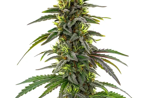 CBD Cafe Racer (Blimburn Seeds) – offizielles Produktbild