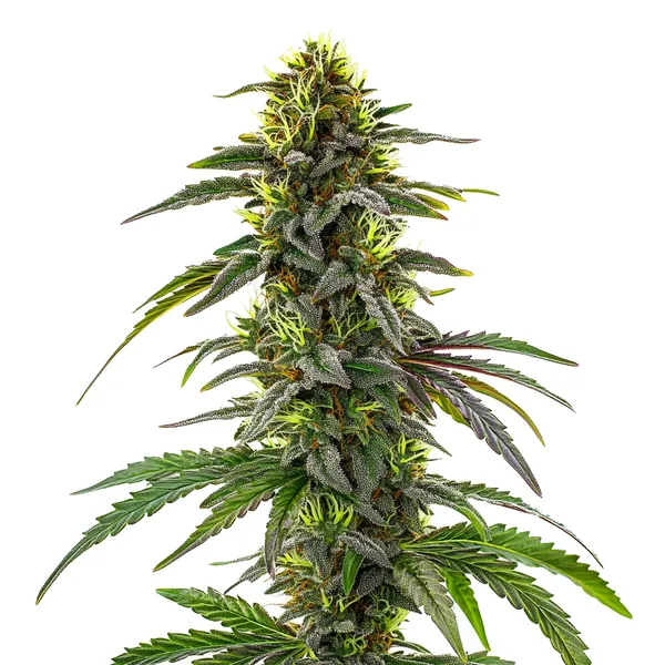 CBD Cafe Racer (Blimburn Seeds) – offizielles Produktbild