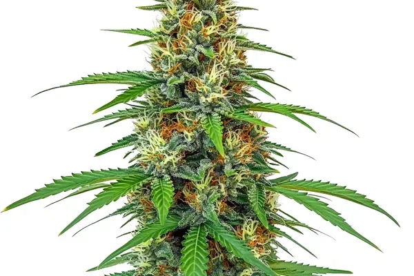 CBD Tangie (1:15) (Blimburn Seeds) – offizielles Produktbild