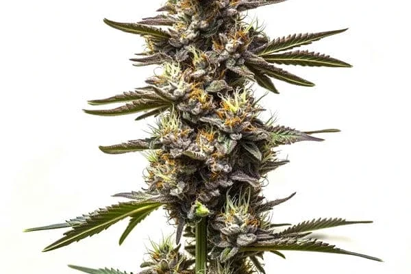 Cereal Milk (Blimburn Seeds) – offizielles Produktbild