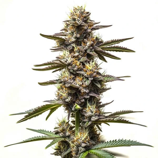 Cereal Milk (Blimburn Seeds) – offizielles Produktbild