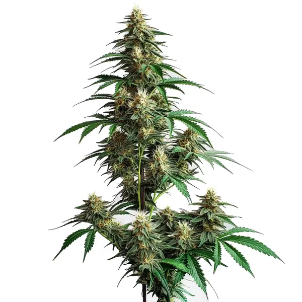 CheeseCake Auto (Blimburn Seeds) – offizielles Produktbild