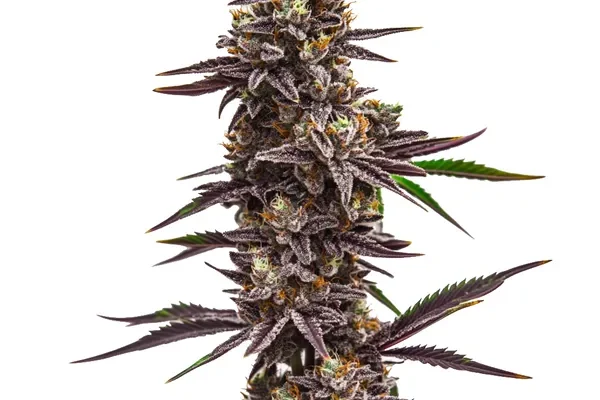 Cherry Pie (Blimburn Seeds) – offizielles Produktbild