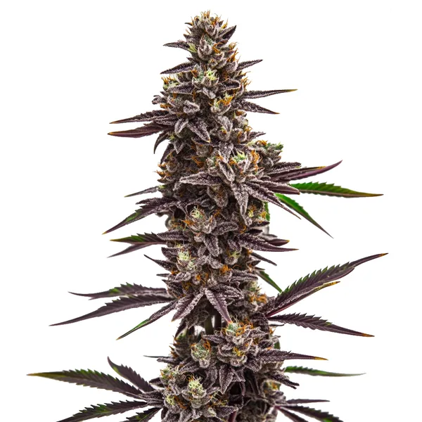 Cherry Pie (Blimburn Seeds) – offizielles Produktbild