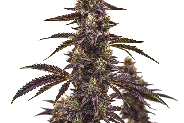 Cherry Pie Autoflower (Blimburn Seeds) – offizielles Produktbild