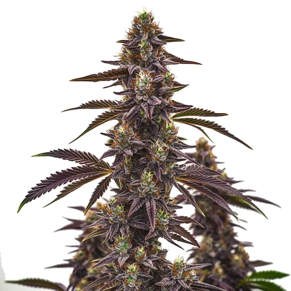 Cherry Pie Autoflower (Blimburn Seeds) – offizielles Produktbild
