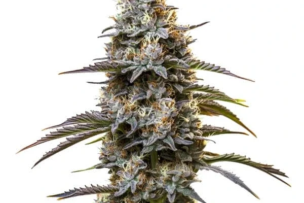 Chocolate Thai (Blimburn Seeds) – offizielles Produktbild