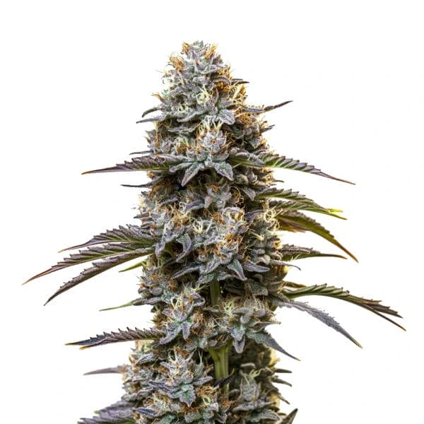 Chocolate Thai (Blimburn Seeds) – offizielles Produktbild