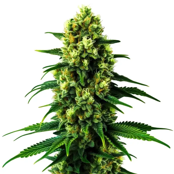 Colombian Gold (Blimburn Seeds) – offizielles Produktbild