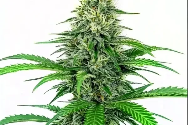 Critical Schnellversion (Blimburn Seeds) – offizielles Produktbild
