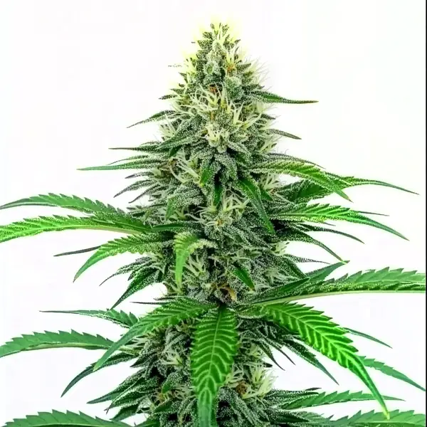 Critical Schnellversion (Blimburn Seeds) – offizielles Produktbild
