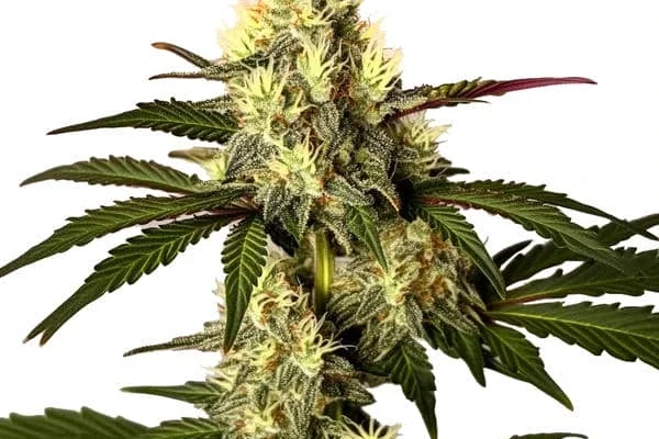 Do Si Dos (Blimburn Seeds) – offizielles Produktbild