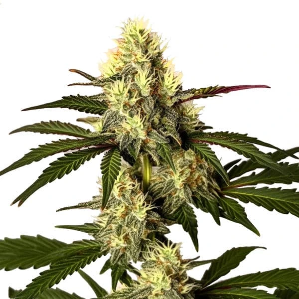 Do Si Dos (Blimburn Seeds) – offizielles Produktbild